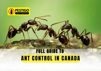 Ant Control in Canada