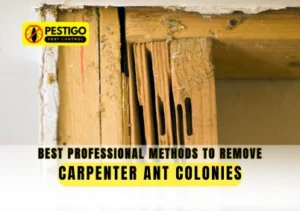 Methods to Remove Carpenter Ant Colonies