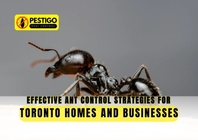 Effective Ant Control Strategies