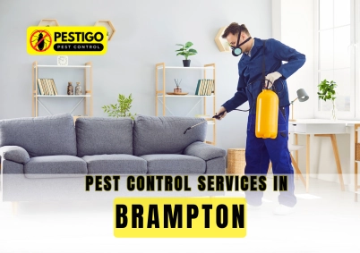 Pest Control Services in Brampton for homes and businesses by Pestigo