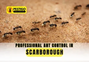 Ant Control in Scarborough