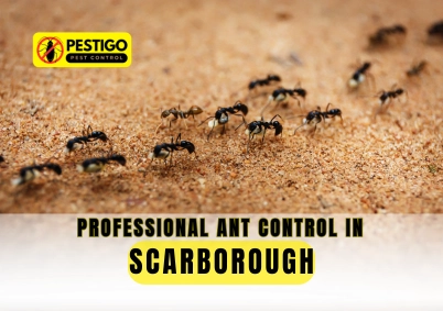 Ant Control in Scarborough