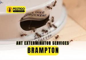 Ant Exterminator Services Brampton