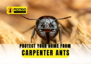 Protect Your Home from Carpenter Ants
