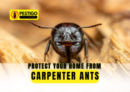 Protect Your Home from Carpenter Ants